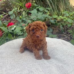 Dallas - Red  male Poodle puppy in Utica, Ohio from Poodle Me Crazy