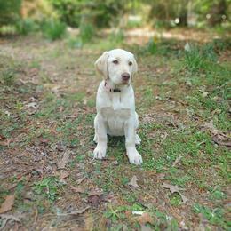 Frittata - Yellow female Labrador Retriever puppy in Prince George, Virginia from Kingdom Kenelz Labradors