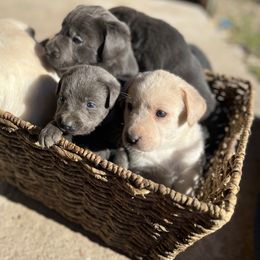 Dilute Retriever and Labrador Retriever Puppies from B and B Riverbottom Kennel