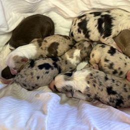 Clara - Red merle female Australian Shepherd puppy in Statesville, North Carolina from Charming Australian Shepherds