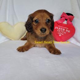 Companion Cross and Dachshund Puppies from Sweet Honey Bunn Hounds