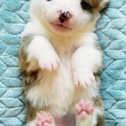 American Corgi and Pembroke Welsh Corgi Puppies from Whimsical Treasure Corgis