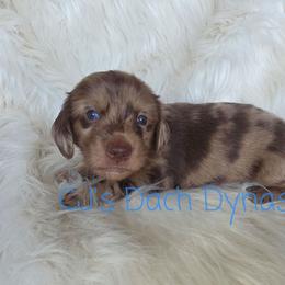 CASH 4000 - Chocolate male Dachshund puppy in Gatesville, Texas from CJ's Dach Dynasty