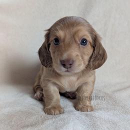 Boy 1 - Chocolate male Dachshund puppy in San Diego, California from Sweetheart Doxies LLC