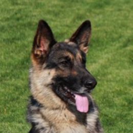 German Shepherds from Legend Shepherds