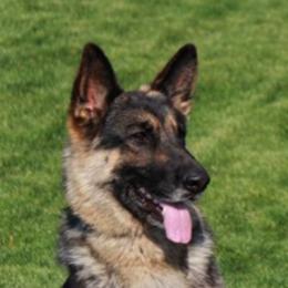 German Shepherds from Legend Shepherds