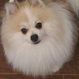 Pomeranians from Kay's Pomeranians