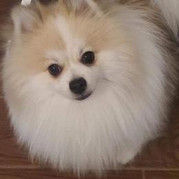 Pomeranians from Kay's Pomeranians