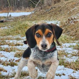 Beagle All Grown Up from Rustic Farm Sporting Beagles
