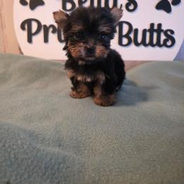 Remi - Black and gold female Yorkshire Terrier puppy in Clermont, Florida from Bella's Prissy Butts