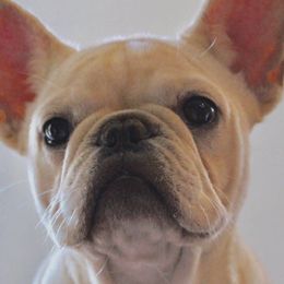 Harper - French Bulldog