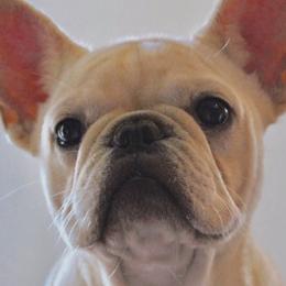 Harper - French Bulldog