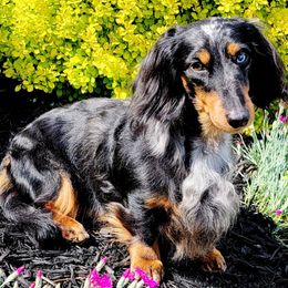 Dachshunds from Winner's Circle Center