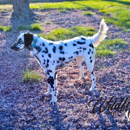 Ellie - Dalmatian