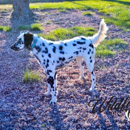 Ellie - Dalmatian