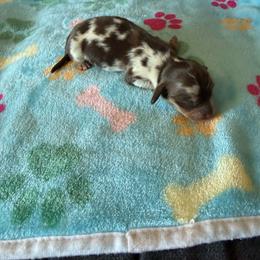Cocoa - Dapple male Dachshund puppy in Perris, California from Doxie_pupps