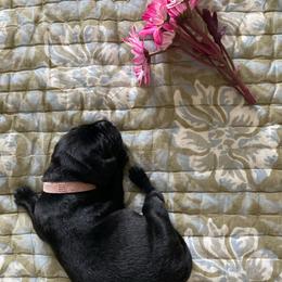 Ms. Pink - Black female Labrador Retriever puppy in New Hanover, New Jersey from Misty Labs