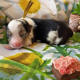 Blossom (Yellow Collar) - Blue merle female Australian Shepherd puppy in Okeechobee, Florida from Rothsolid Puppies