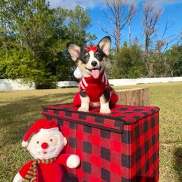 Ayla - Black and white female American Corgi puppy in Florida from Sunrise Corgis