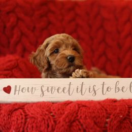 Australian Labradoodle Puppies from Majestic Labradoodles