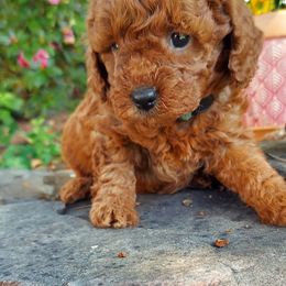 Turquoise - Red  female Goldendoodle puppy in Little Rock, Arkansas from Adorable Mini Doodles LLC