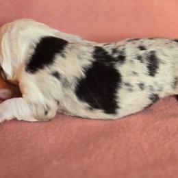 Snow - Blue merle female Australian Shepherd puppy in Kingman, Arizona from Long Mt Aussies