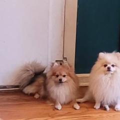 Coco Puff - Pomeranian