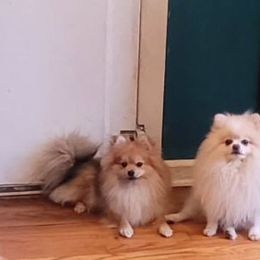 Coco Puff - Pomeranian