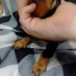 Dachshund Puppies from Small Paws Kennel