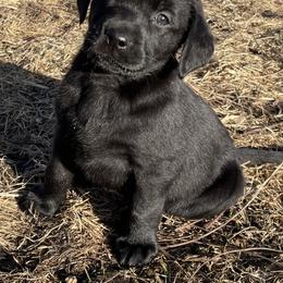 Girl 2 - Trudy - Black female Labrador Retriever puppy in Arlington, Iowa from Uncle Bucks Labrador Retrievers