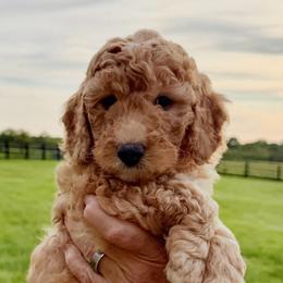 Girl 4 - Red  female Goldendoodle puppy in Wilmore, Kentucky from Central Kentucky Goldendoodles