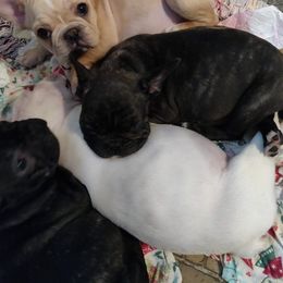 French Bulldog Puppies from Donna Santora