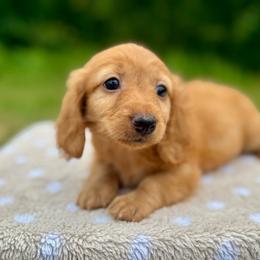 Mato - Red male Dachshund puppy in Delano, Tennessee from Olive Branch Acres