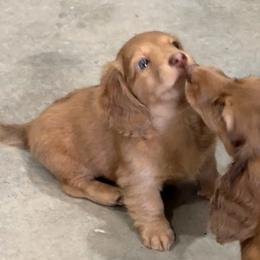 Kelly - Cream female Dachshund puppy in Commerce, Texas from Devoted Doxies Cream Dachshund
