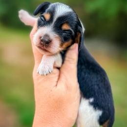 Leonardo - Black and tan male Dachshund puppy in Bremen, Georgia from Doodles & Doxies