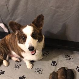 Cardigan Welsh Corgi Puppies from Stornoway Cardigan Welsh Corgis