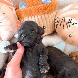 Muffin - Sable female Poodle puppy in Kula, Hawaii from Toy Poodle & Maltipoo Maui