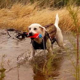 Labrador Retrievers from Five Star Labradors