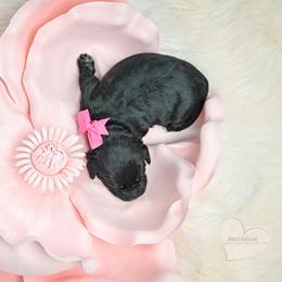 Hot Pink - Black female Goldendoodle puppy in Platteville, Wisconsin from Beck Kennel