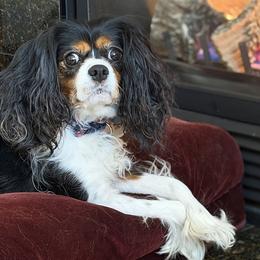 Charlotte - Cavalier King Charles Spaniel