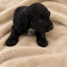 Boy 2 - Black male Bordoodle puppy in Churchill County Fallon, Nevada from Card Family Ranch