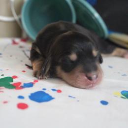Jo - Black and cream female Dachshund puppy in Pace, Florida from Shoebox Doxie’s