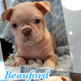 Beauford - Seal brindle and white male Boston Terrier puppy in Brazos Point, Texas from TX Southern Belle Boston Terriers