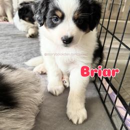 Briar - Black tri female Miniature Australian Shepherd puppy in Valrico, Florida from Storybook Den Mini Aussies