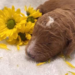 Goldendoodle Puppies from Nash Doodles
