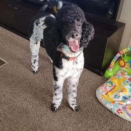 Henry - Poodle