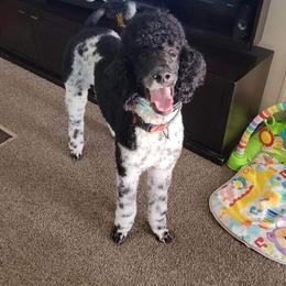 Henry - Poodle