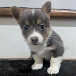 Sky - Blue female Pembroke Welsh Corgi puppy in Brandon, Mississippi from Jenny May’s Corgis