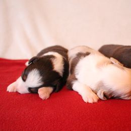 Australian Shepherd Puppies from Hegerfeld's Aussies