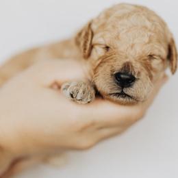 Cavapoos, Goldendoodles, and Poodles from Pitter Patter Puppies